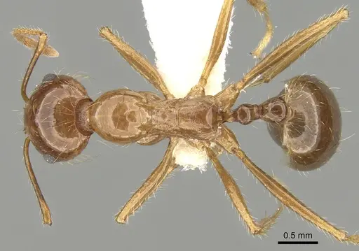 Aphaenogaster poultoni specimen CASENT0280942 image casent0280942_1