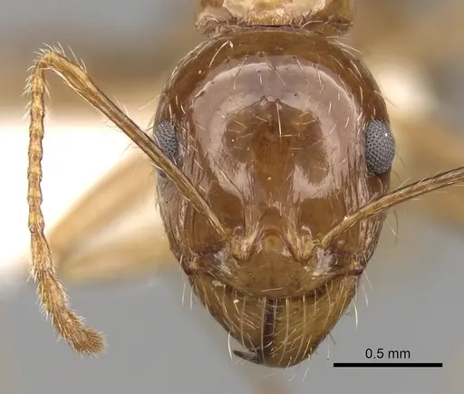 Aphaenogaster poultoni specimen CASENT0280942 image casent0280942_2