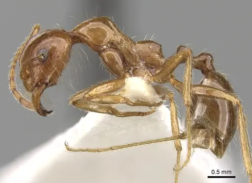 Aphaenogaster poultoni specimen CASENT0280942 image casent0280942_3