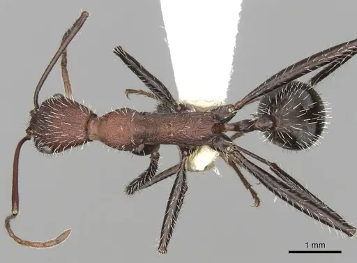 Aphaenogaster praedo specimen CASENT0280969 image casent0280969_1
