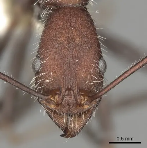 Aphaenogaster praedo specimen CASENT0280969 image casent0280969_2