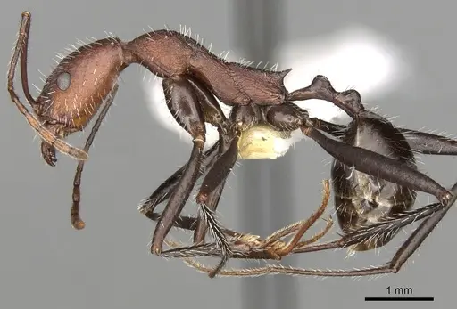Aphaenogaster praedo specimen CASENT0280969 image casent0280969_3