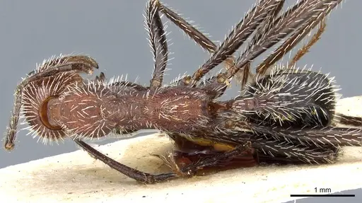 Aphaenogaster praedo specimen CASENT0904158 image casent0904158_1