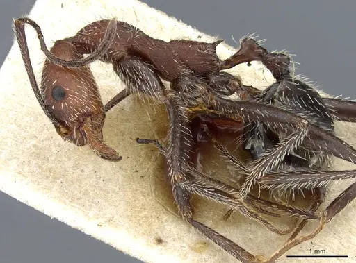 Aphaenogaster praedo specimen CASENT0904158 image casent0904158_3