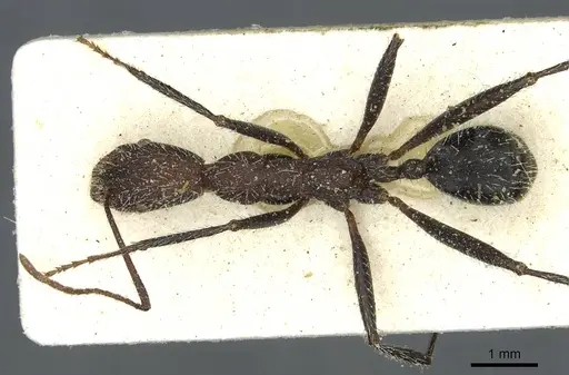 Aphaenogaster praedo specimen CASENT0913119 image casent0913119_1