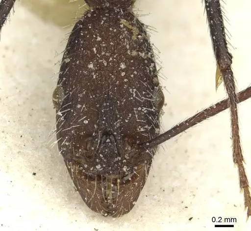 Aphaenogaster praedo specimen CASENT0913119 image casent0913119_2