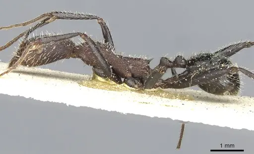 Aphaenogaster praedo specimen CASENT0913119 image casent0913119_3