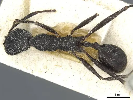 Aphaenogaster praenoda specimen CASENT0913120 image casent0913120_1