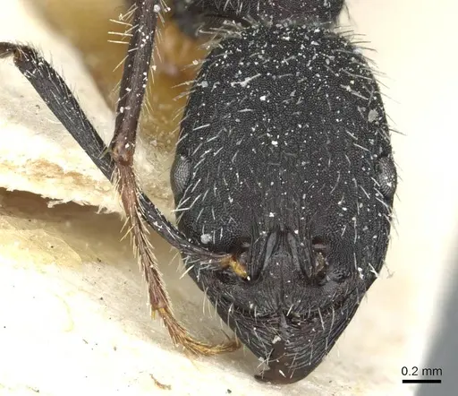 Aphaenogaster praenoda specimen CASENT0913120 image casent0913120_2