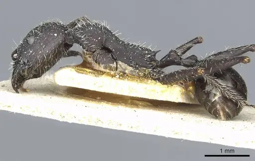 Aphaenogaster praenoda specimen CASENT0913120 image casent0913120_3