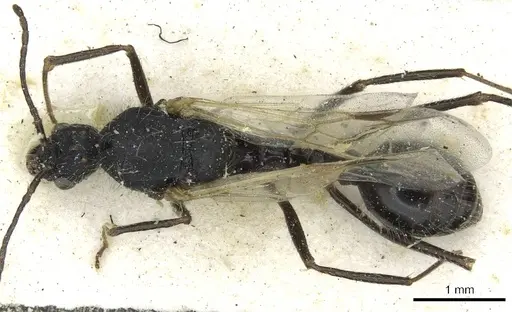 Aphaenogaster praenoda specimen CASENT0913121 image casent0913121_1