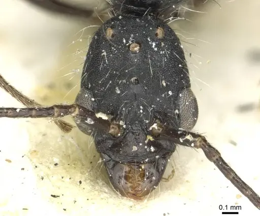 Aphaenogaster praenoda specimen CASENT0913121 image casent0913121_2