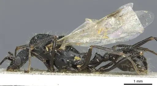 Aphaenogaster praenoda specimen CASENT0913121 image casent0913121_3