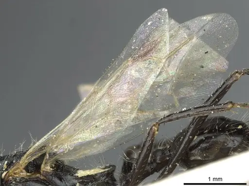 Aphaenogaster praenoda specimen CASENT0913121 image casent0913121_4