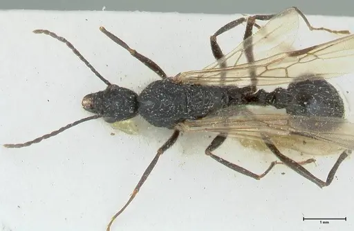Aphaenogaster praenoda specimen FOCOL1237 image focol1237_1