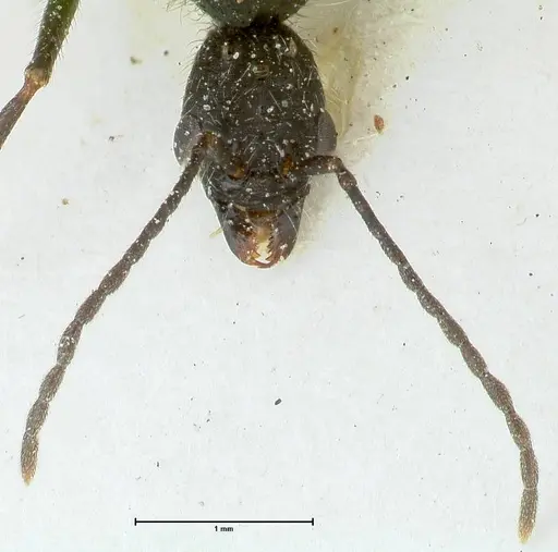 Aphaenogaster praenoda specimen FOCOL1237 image focol1237_2