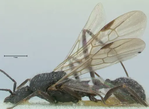 Aphaenogaster praenoda specimen FOCOL1237 image focol1237_3