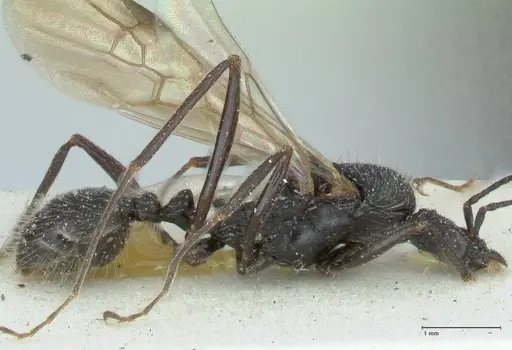 Aphaenogaster praenoda specimen FOCOL1237 image focol1237_4