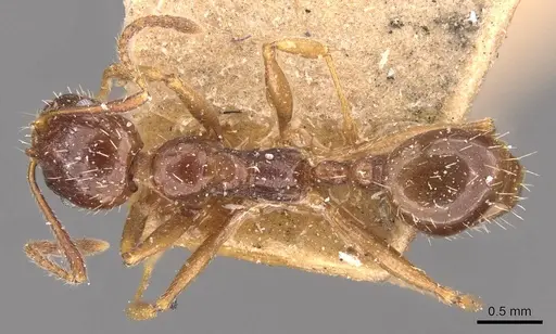 Aphaenogaster prudens specimen CASENT0907697 image casent0907697_1