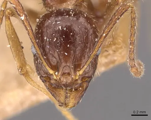 Aphaenogaster prudens specimen CASENT0907697 image casent0907697_2