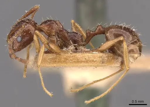 Aphaenogaster prudens specimen CASENT0907697 image casent0907697_3