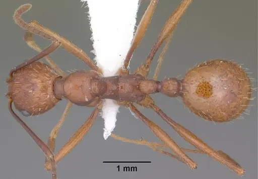 Aphaenogaster punctaticeps specimen CASENT0102826 image casent0102826_1