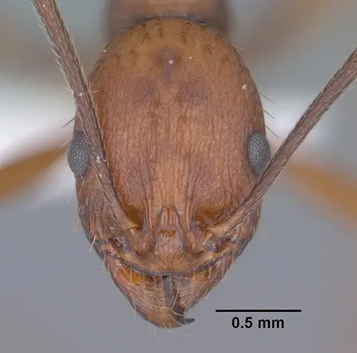 Aphaenogaster punctaticeps specimen CASENT0102826 image casent0102826_2