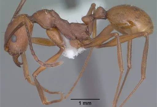 Aphaenogaster punctaticeps specimen CASENT0102826 image casent0102826_3