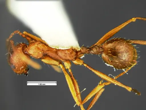 Aphaenogaster punctaticeps specimen CASENT0105581 image casent0105581_1