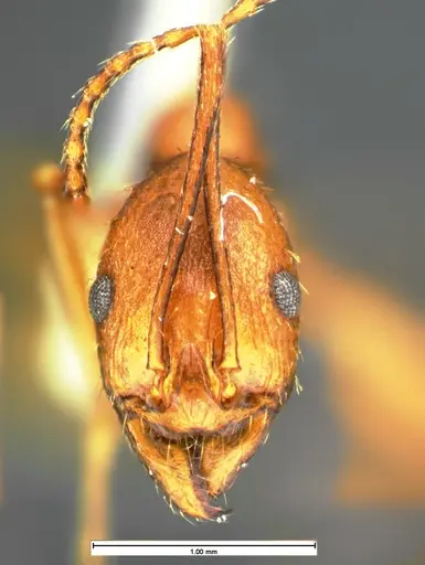 Aphaenogaster punctaticeps specimen CASENT0105581 image casent0105581_2