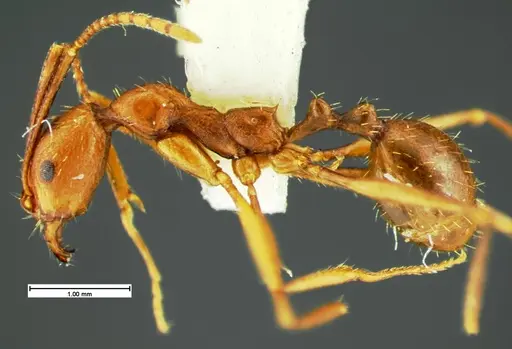 Aphaenogaster punctaticeps specimen CASENT0105581 image casent0105581_3