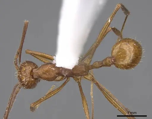 Aphaenogaster punctaticeps specimen CASENT0914474 image casent0914474_1