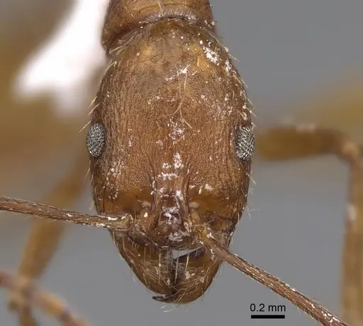 Aphaenogaster punctaticeps specimen CASENT0914474 image casent0914474_2