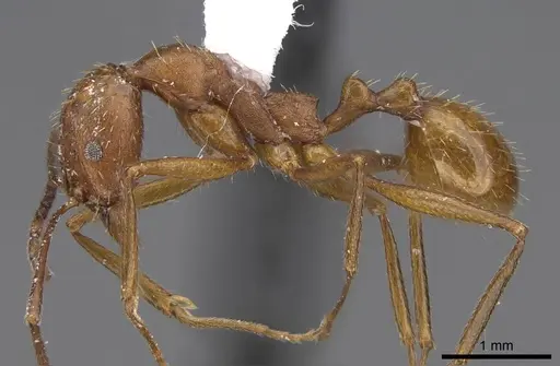 Aphaenogaster punctaticeps specimen CASENT0914474 image casent0914474_3