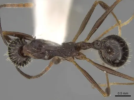 Aphaenogaster punctatissima specimen CASENT0914483 image casent0914483_1