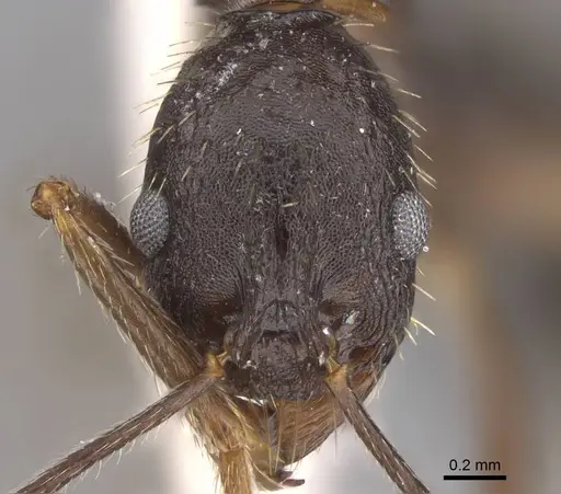 Aphaenogaster punctatissima specimen CASENT0914483 image casent0914483_2