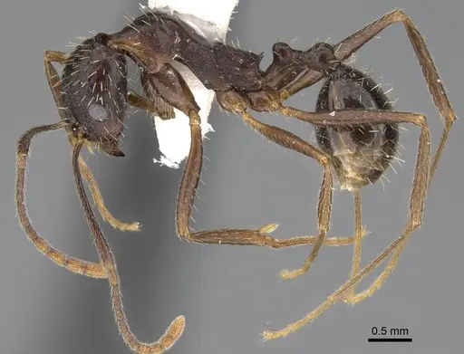 Aphaenogaster punctatissima specimen CASENT0914483 image casent0914483_3