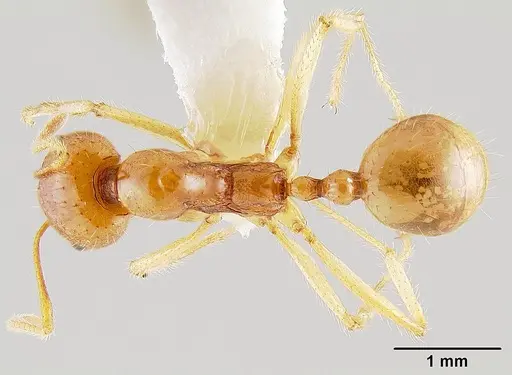 Aphaenogaster pythia specimen CASENT0106131 image casent0106131_1