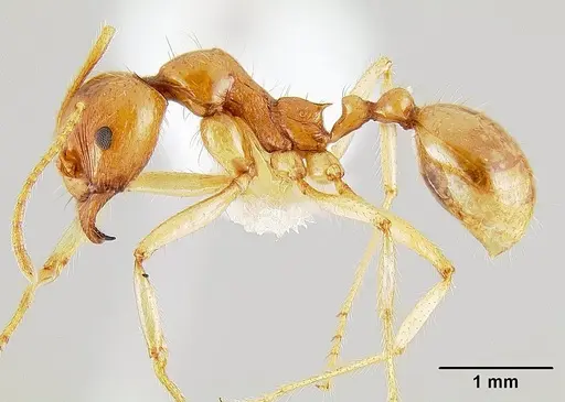 Aphaenogaster pythia specimen CASENT0106131 image casent0106131_3
