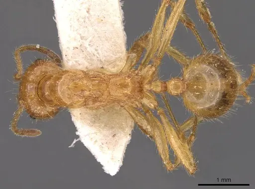 Aphaenogaster pythia specimen CASENT0907703 image casent0907703_1