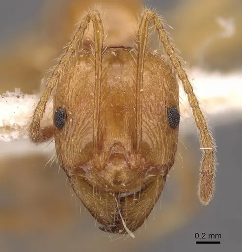 Aphaenogaster pythia specimen CASENT0907703 image casent0907703_2