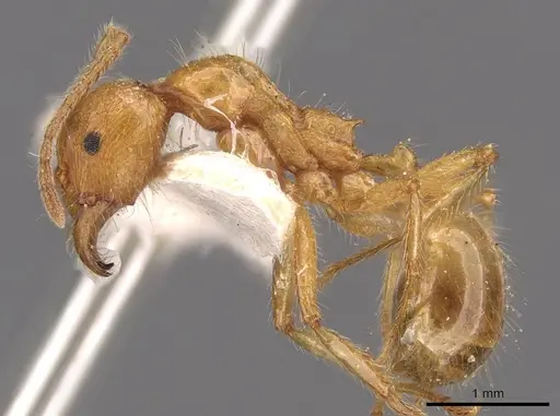 Aphaenogaster pythia specimen CASENT0907703 image casent0907703_3