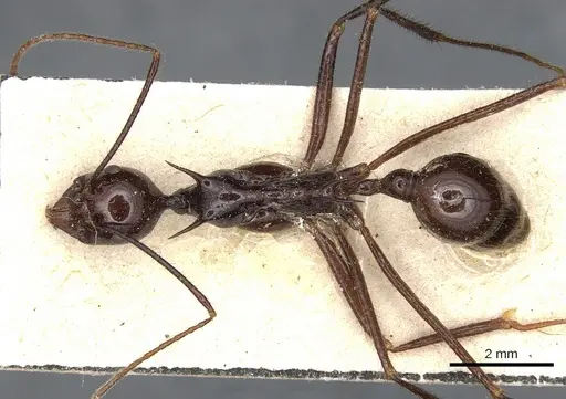 Aphaenogaster quadrispina specimen CASENT0904188 image casent0904188_1