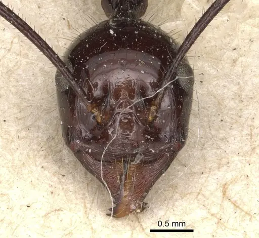 Aphaenogaster quadrispina specimen CASENT0904188 image casent0904188_2