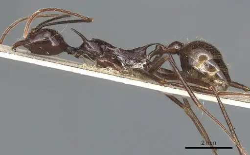 Aphaenogaster quadrispina specimen CASENT0904188 image casent0904188_3