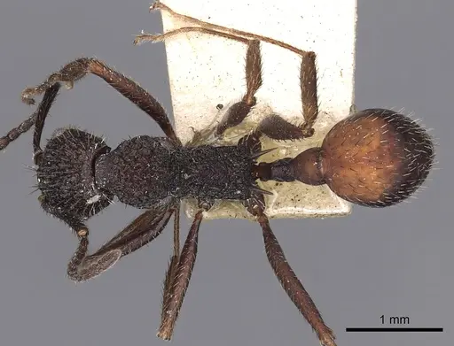 Aphaenogaster relicta specimen CASENT0900419 image casent0900419_1
