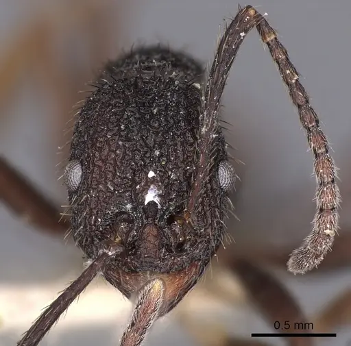 Aphaenogaster relicta specimen CASENT0900419 image casent0900419_2