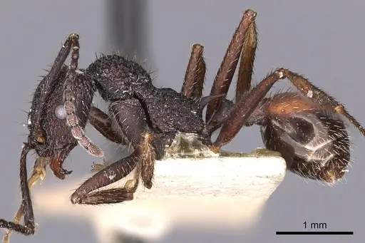 Aphaenogaster relicta specimen CASENT0900419 image casent0900419_3