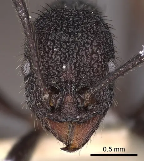 Aphaenogaster relicta specimen CASENT0900442 image casent0900442_1