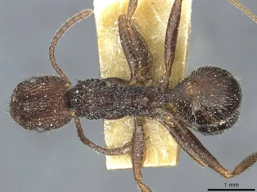 Aphaenogaster relicta specimen CASENT0913122 image casent0913122_1